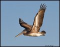_2SB6532 brown pelican